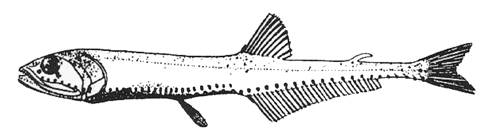 Pollichthys mauli _01.jpg